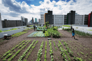 De Dakakker (foto Gemeente Rotterdam aangelegd door Binder Groenprojecten)