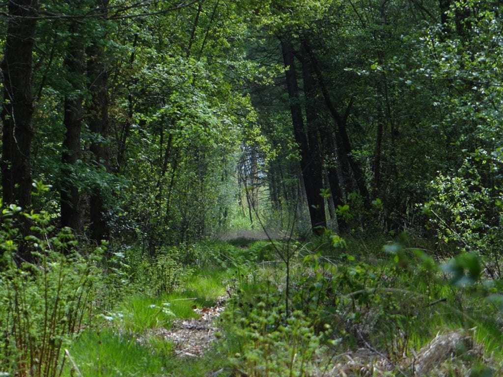 Snoeischaar in Groen budget