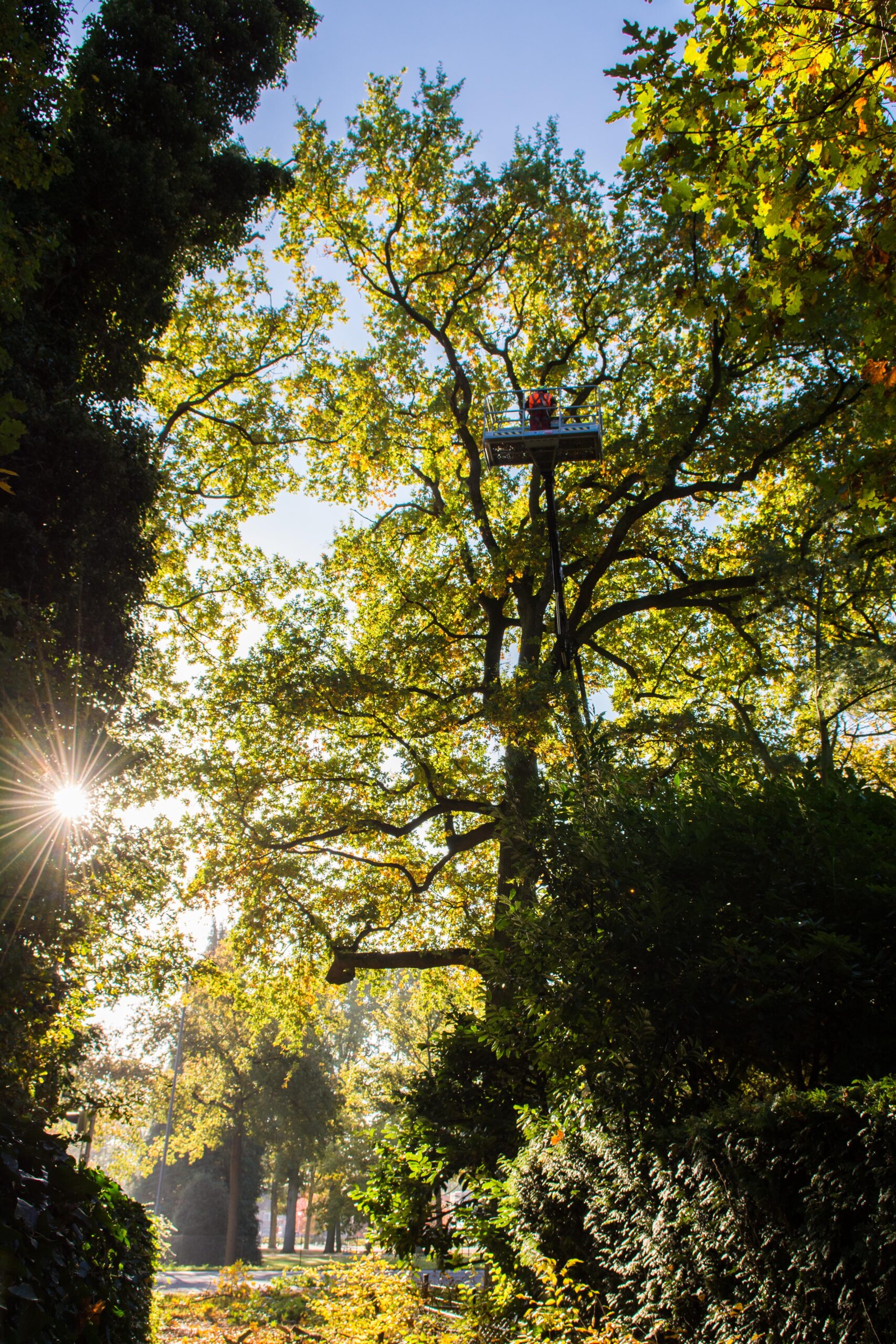 Ondersteunende werkzaamheden boomverzorging toegelicht